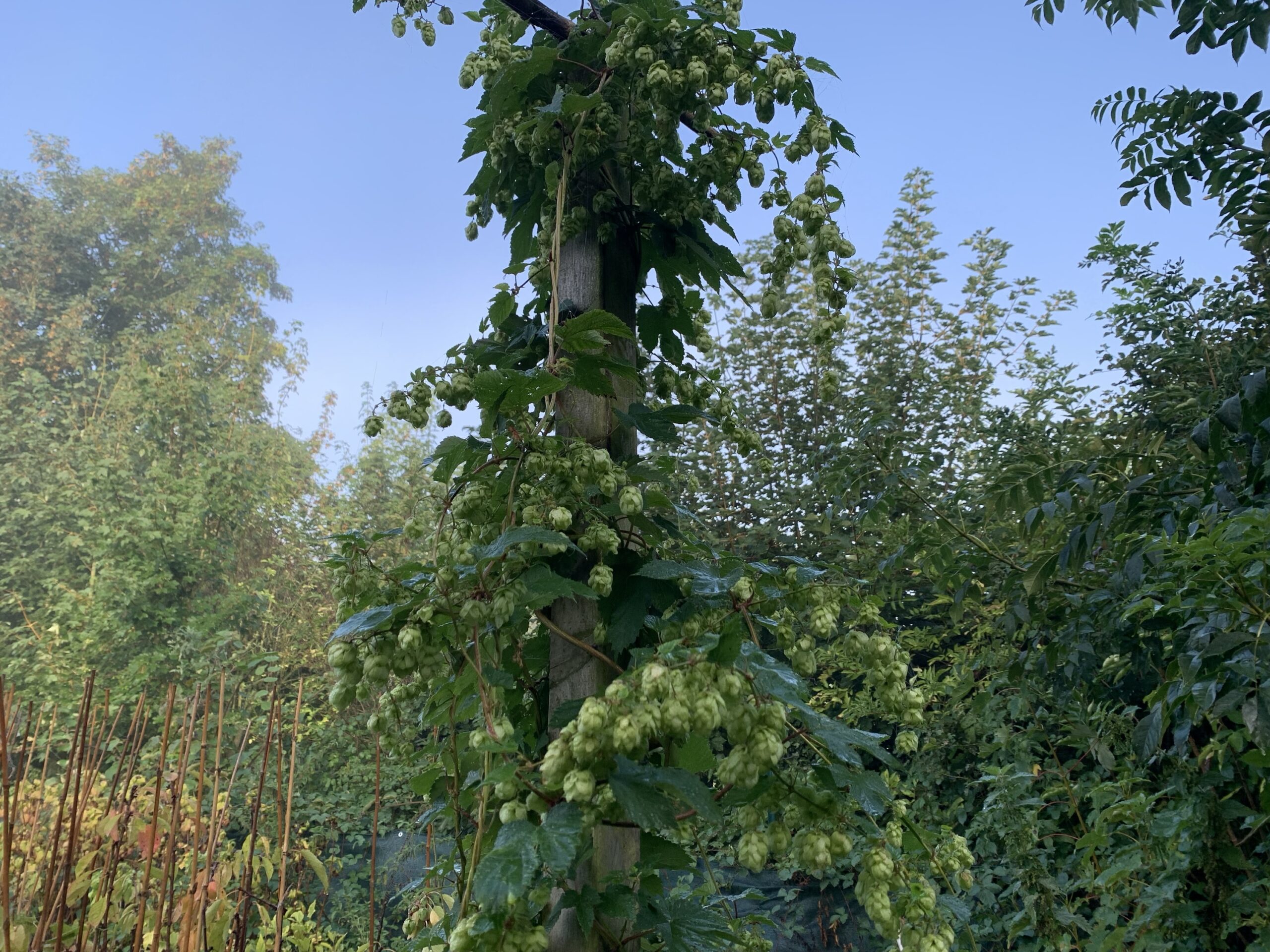 Houblon – (Humulus lupulus)
