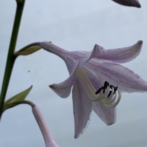 Hosta undulata "Mediovariegata" - (Hosta undulata)