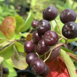 Aronia "à gros fruit noir" - (Aronia sp)