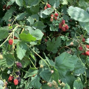 Mûrier "Jumbo" - (Rubus fruticosus)