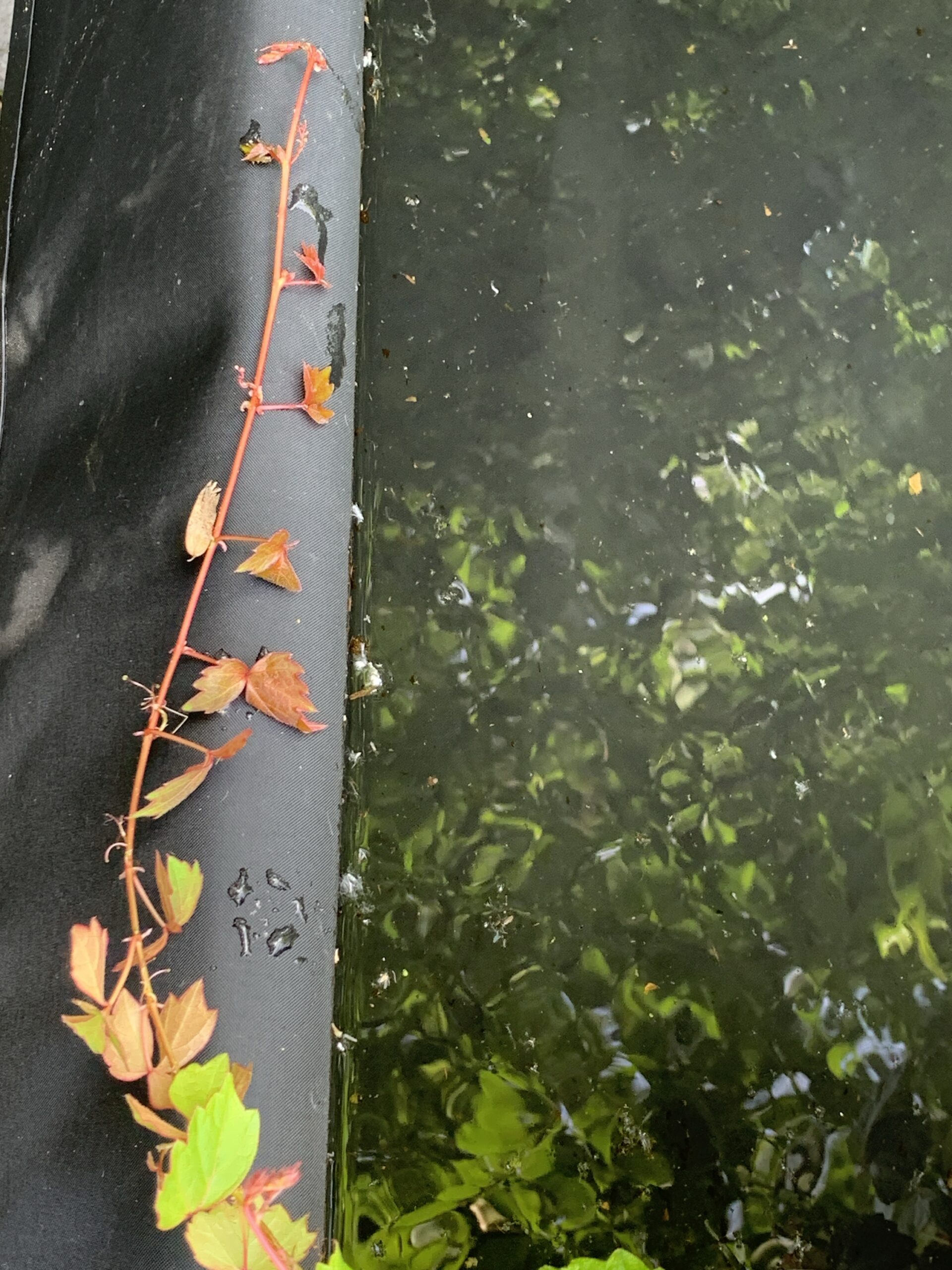 Vigne vierge « Veitchii » – (Parthenocissus tricuspidata)