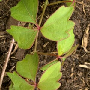 Vigne vierge "Veitchii" - (Parthenocissus tricuspidata)