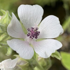 Guimauve officinale - (Althaea officinalis)