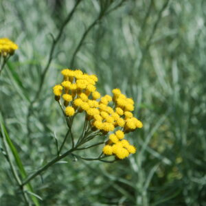 Plante curry - (Helichrysum italicum)