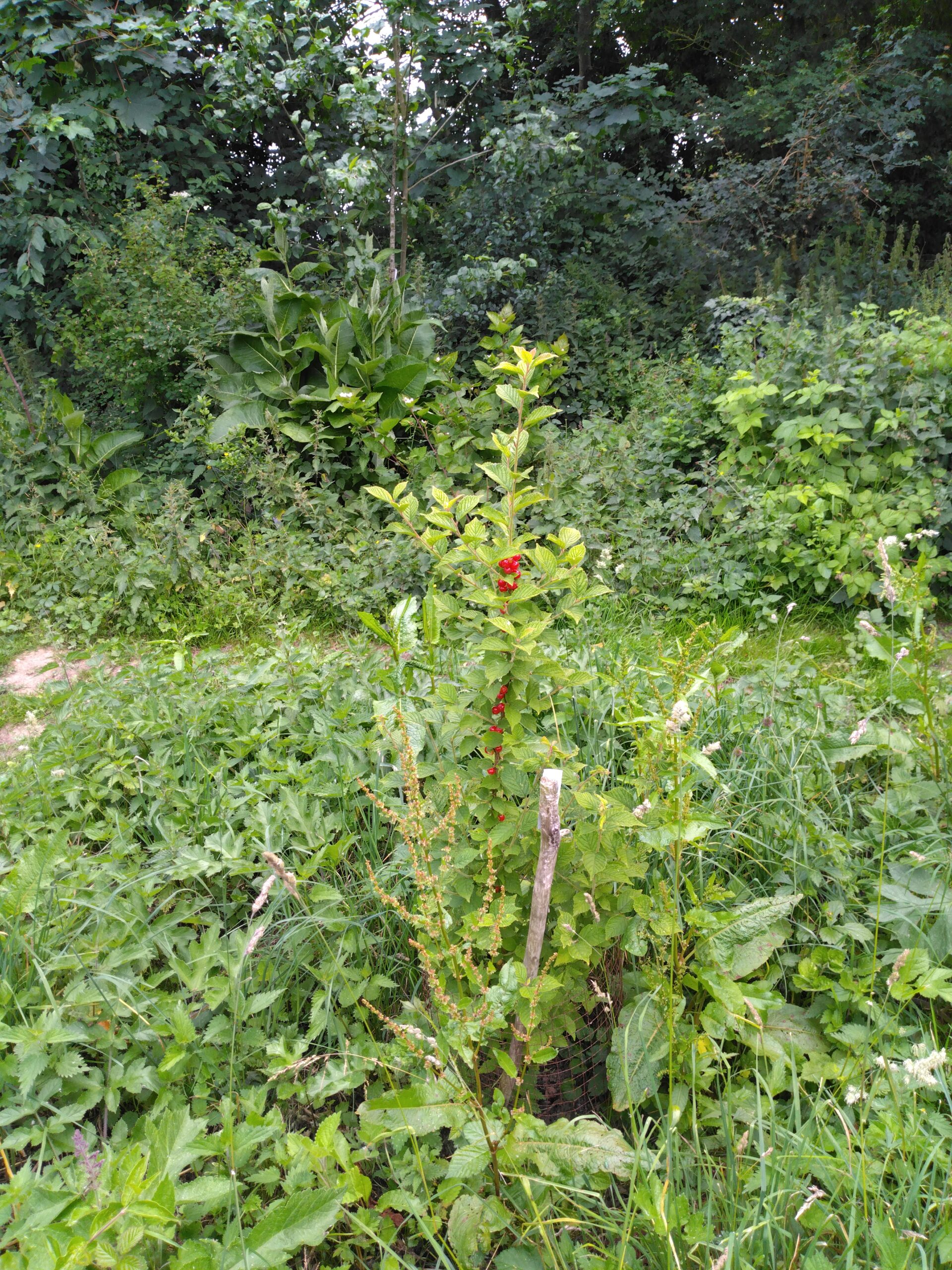 Ragouminier – (Prunus tomentosa)