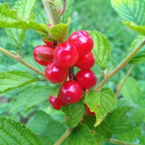 Ragouminier - (Prunus tomentosa)
