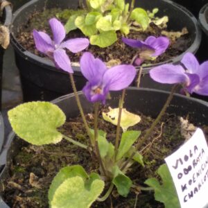 Violette "Konigin Charlotte" - (Viola odorata)