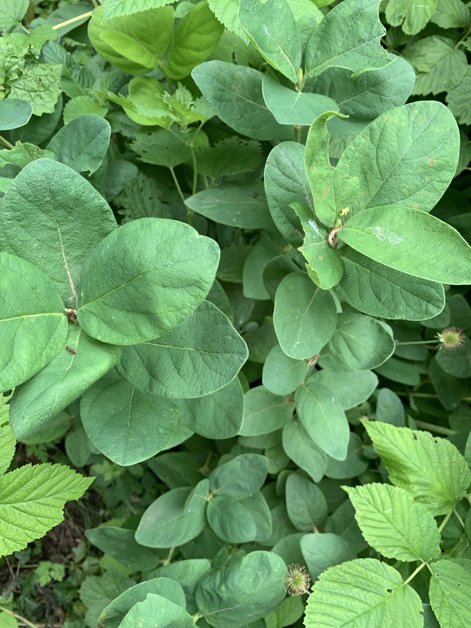Baie de mai « Duet » – (Lonicera caerulea)