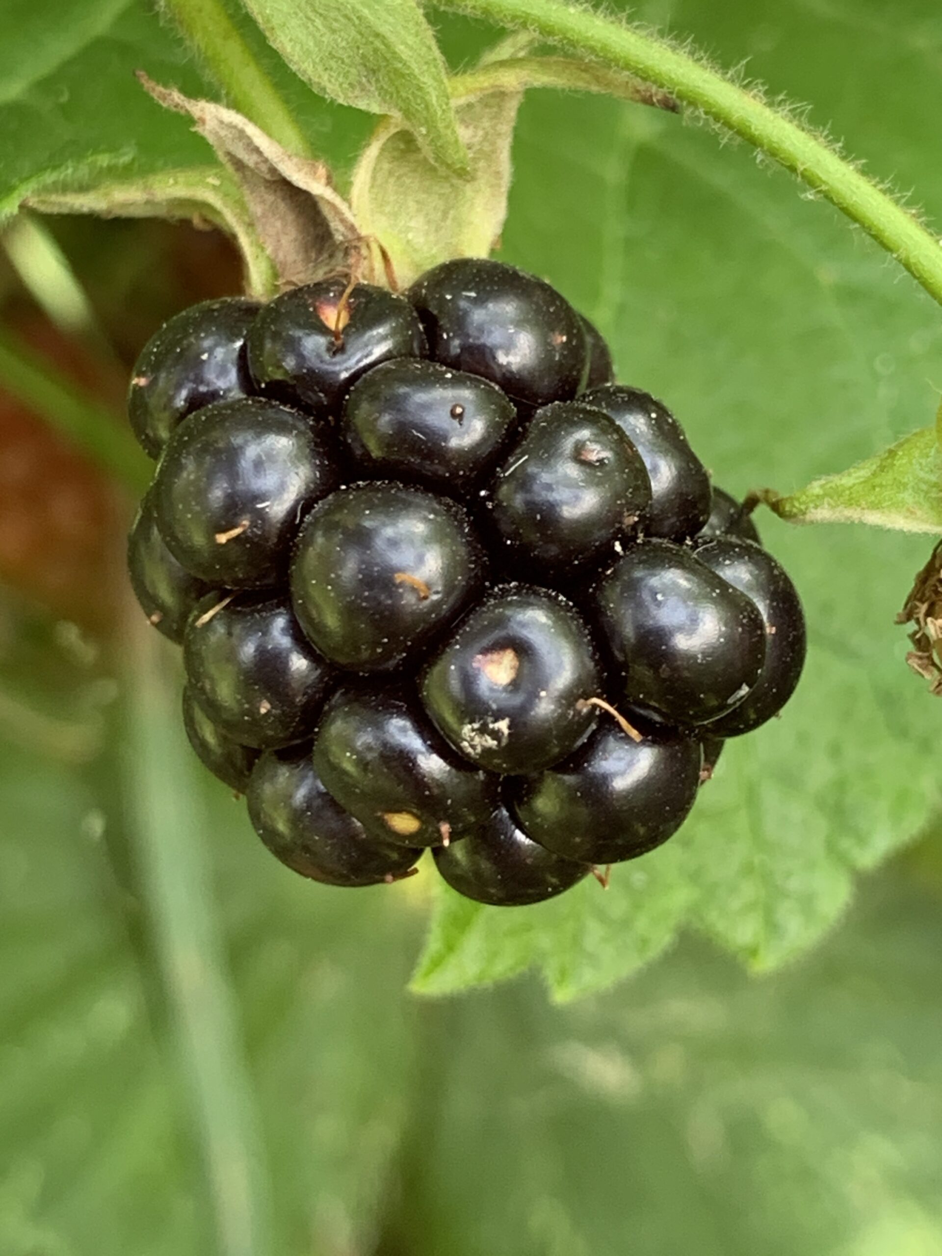 Mûrier « Jumbo » – (Rubus fruticosus)