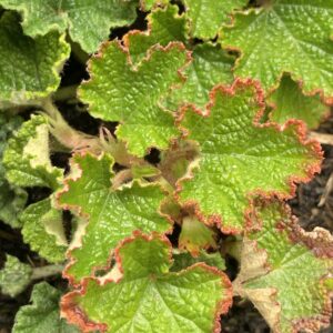 Ronce du Yu Shan "hayata-koidzumii" - Rubus pentalobus