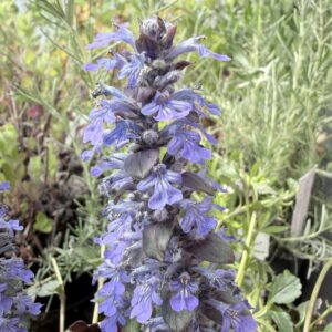 Bugle rampante - (Ajuga reptans)