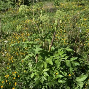 Angélique officinale - (Angelica archangelica)