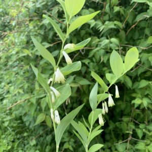 Sceau de Salomon - (Polygonatum multiflorum)