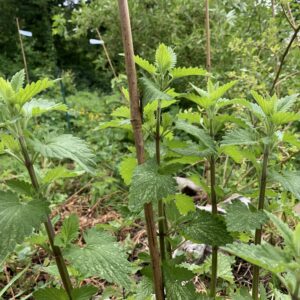 Cataire - (Nepeta cataria)