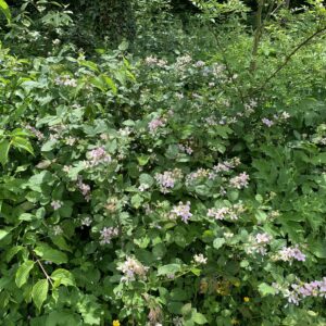 Mûrier "Jumbo" - (Rubus fruticosus)