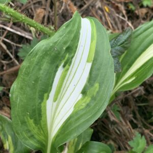 Hosta undulata "Mediovariegata" - (Hosta undulata)
