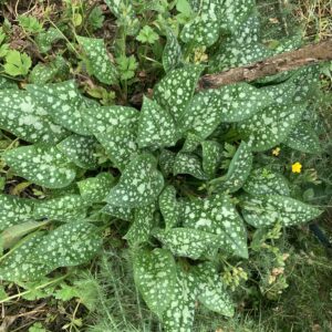 Pulmonaire officinale "Sissinghurst White" - (Pulmonaria officinalis)