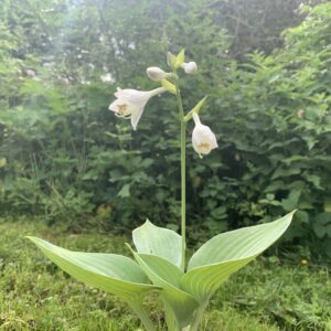 Hosta sieboldiana "Elegans" - (Hosta sieboldiana)