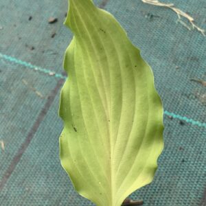 Hosta ventricosa - (Hosta ventricosa)