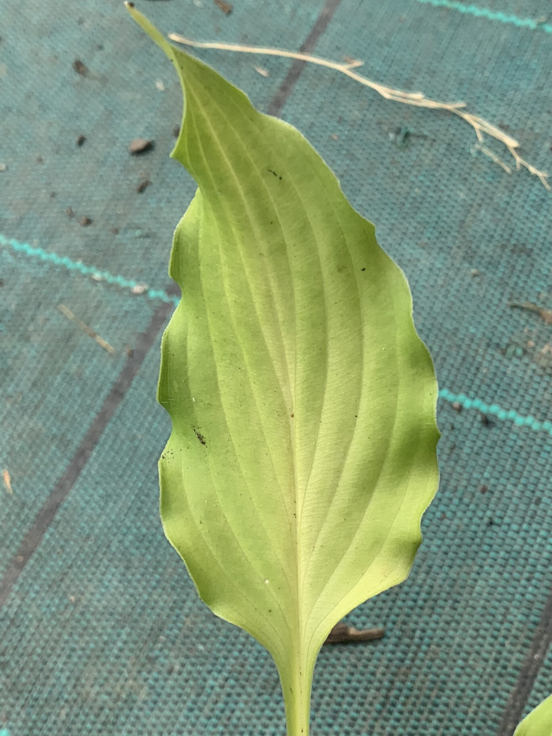 Hosta ventricosa – (Hosta ventricosa)
