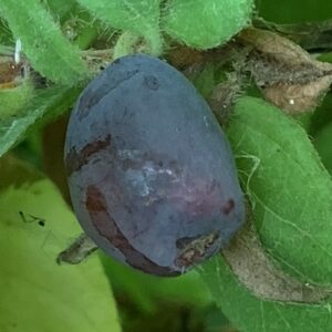 Baie de mai "Duet" - (Lonicera caerulea)
