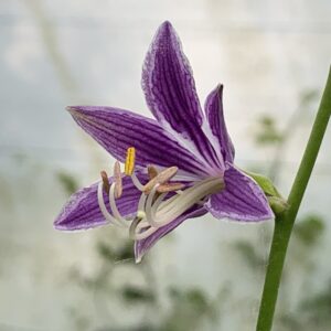 Hosta ventricosa - (Hosta ventricosa)