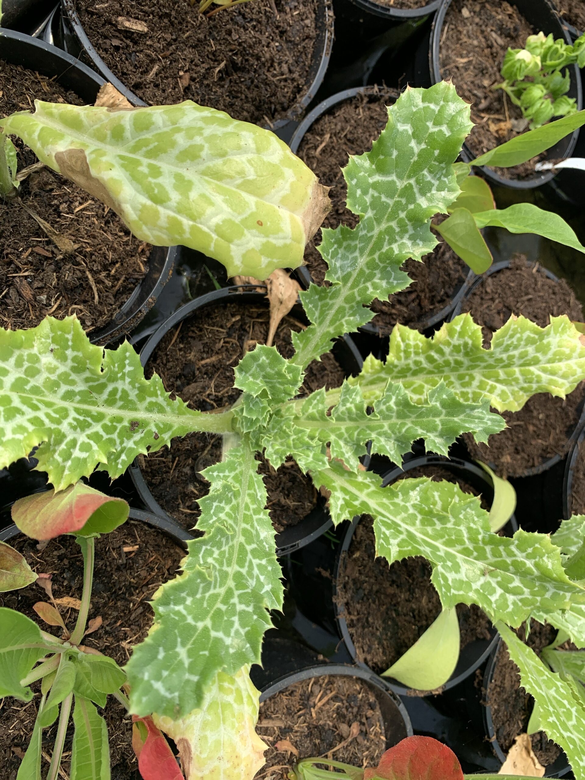 Chardon-Marie – (Silybum marianum)