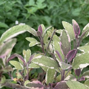 Sauge officinale "Tricolore" - (Salvia officinalis)