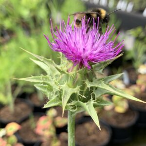 Chardon-Marie - (Silybum marianum)