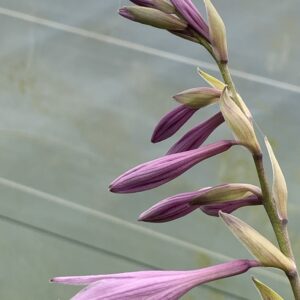 Hosta fortunei " Gold standard" - (Hosta fortunei)