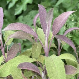 Sauge officinale "Purpurescens" - (Salvia officinalis)