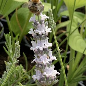 Lavande vrai "Edelweiss" - Lavandula angustifolia