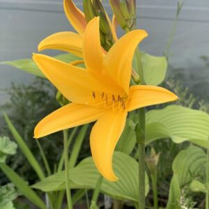 Hemerocallis esculenta - (Hemerocallis dumortieri)