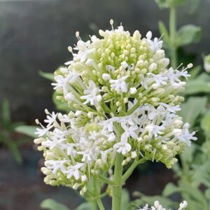 Valériane blanche - (Centranthus ruber "alba")