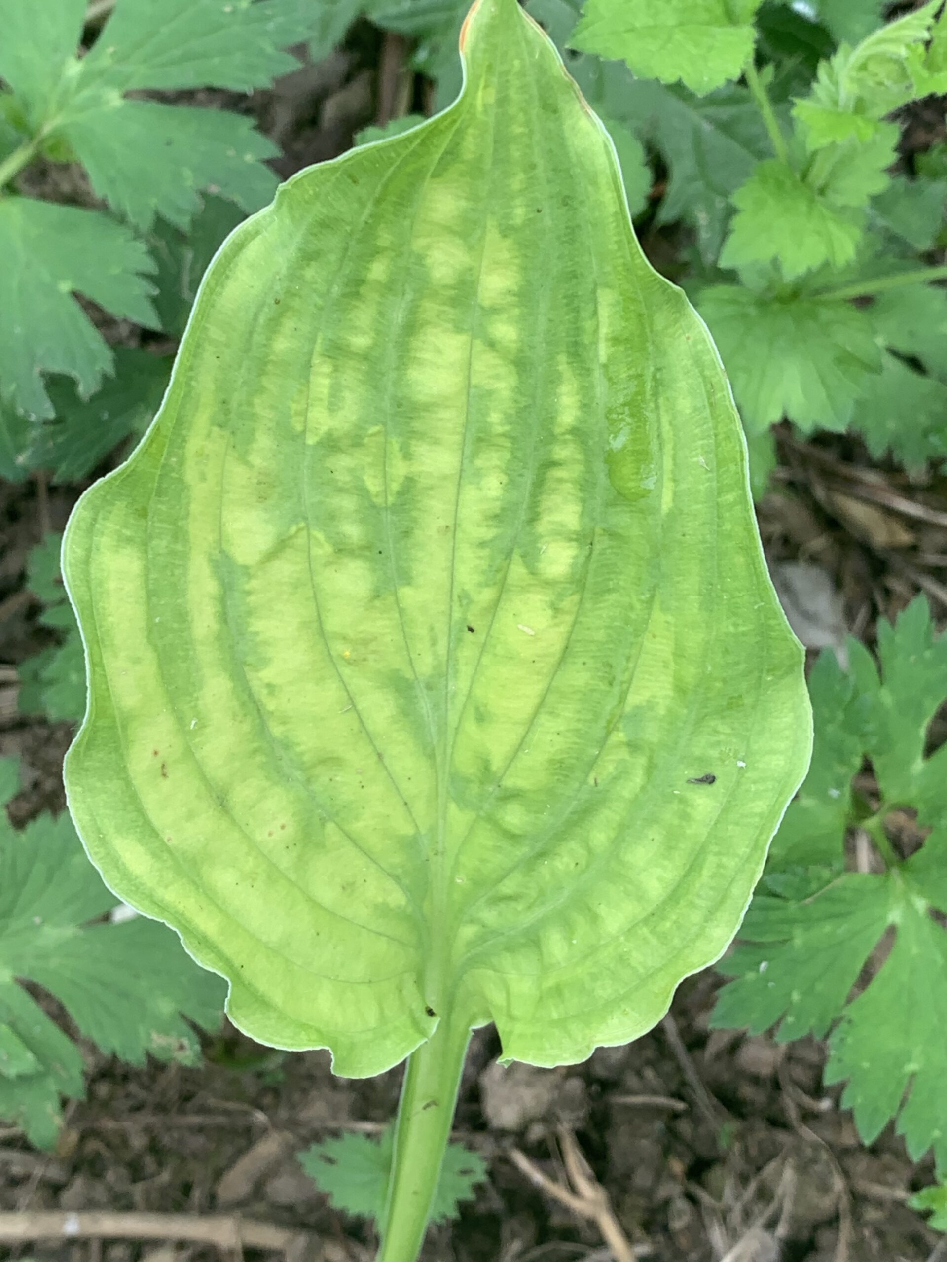 Hosta fortunei  » Gold standard » – (Hosta fortunei)