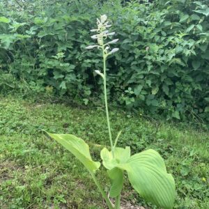 Hosta montana "Green Acres" - (Hosta montana)