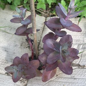 Sedum "Karfunkelstein" - (Hylotelephium telephium)