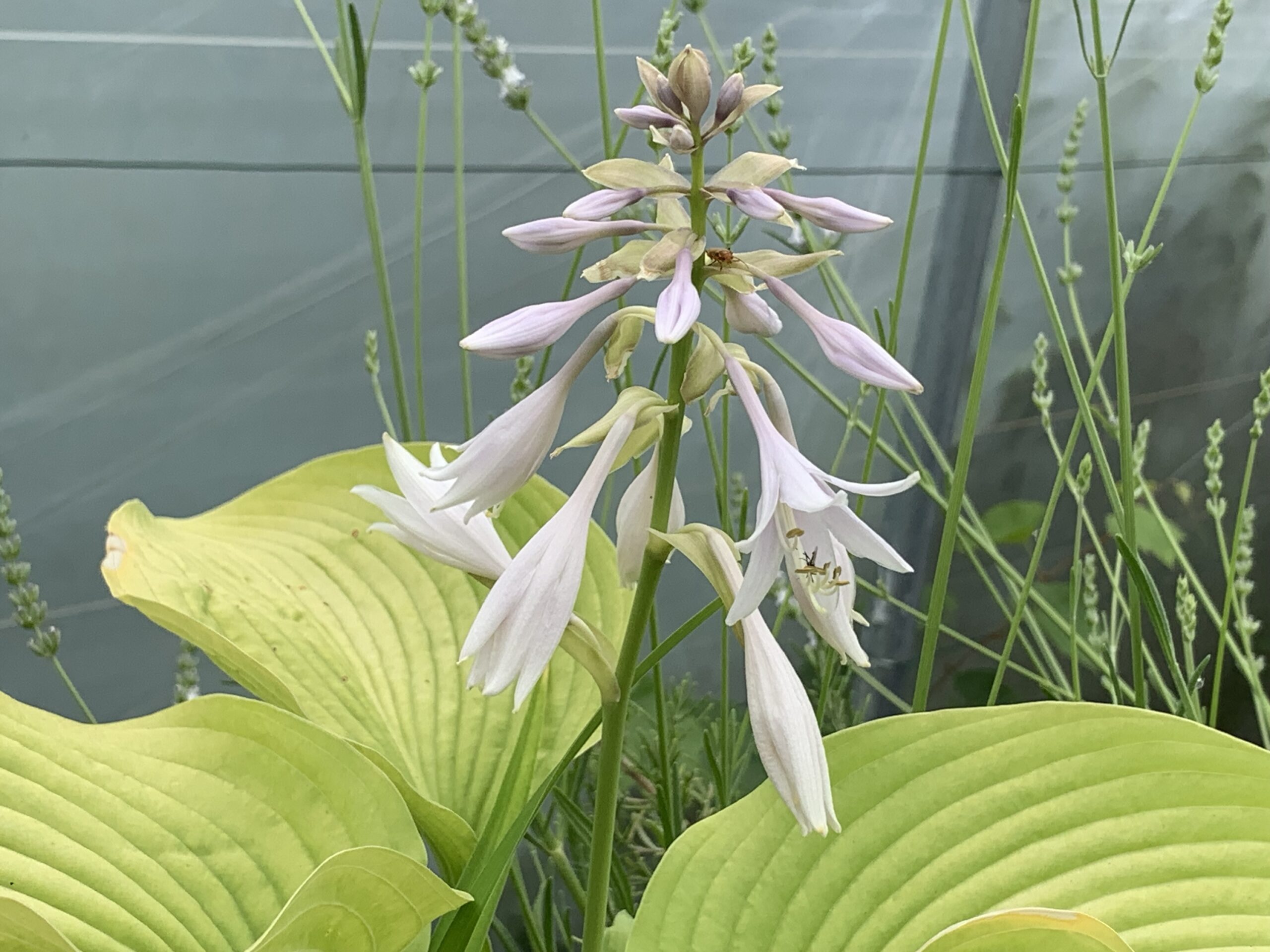 Hosta montana « Green Acres » – (Hosta montana)