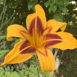 Lys d'un jour "Crimson Pirate" - (Hemerocallis x)