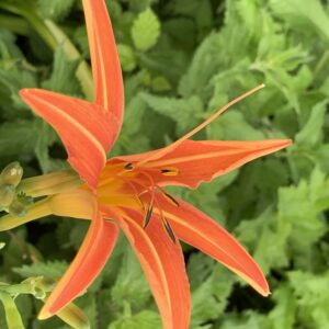 Hémérocalle fauve - (Hemerocallis fulva)