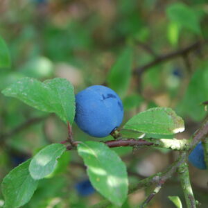 Prunellier - (Prunus spinosa)