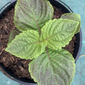 Tia Tio - (Perilla frutescens)