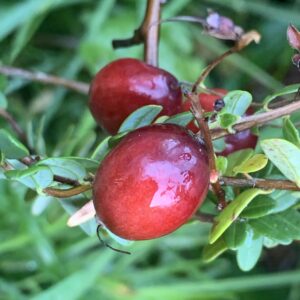 Cranberry "Stevens" - (Vaccinium macrocarpon)