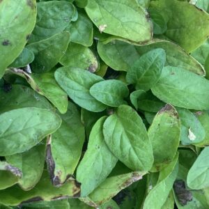 Brunelle commune - "Prunella vulgaris"