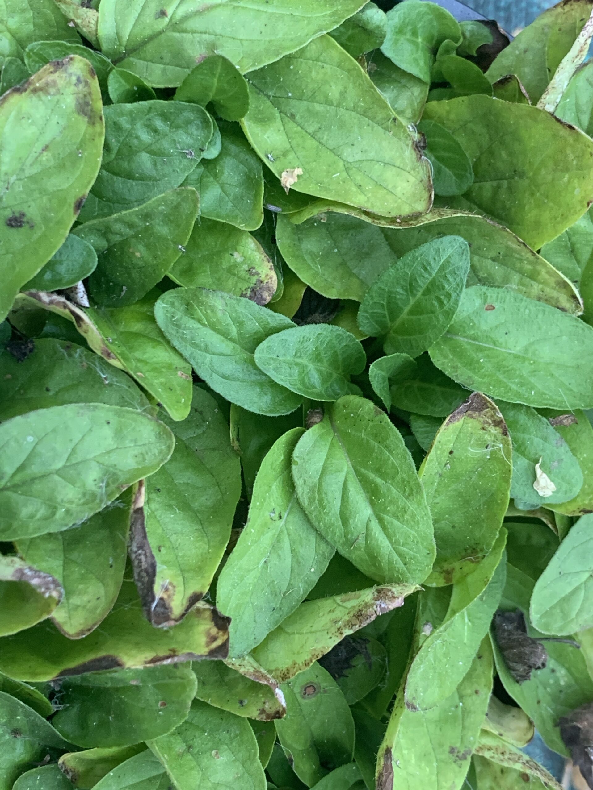 Brunelle commune - "Prunella vulgaris"
