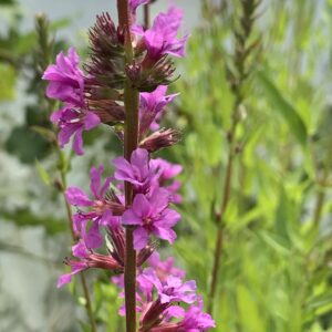 Salicaire commune - (Lythrum salicaria)