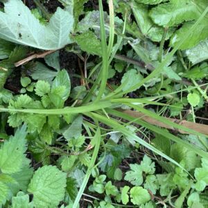 Amande de Terre "Sativus" - (Cyperus esculentus)
