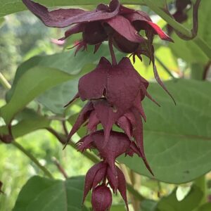 Arbre aux faisans "Purple rain" - (Leycesteria formosa)