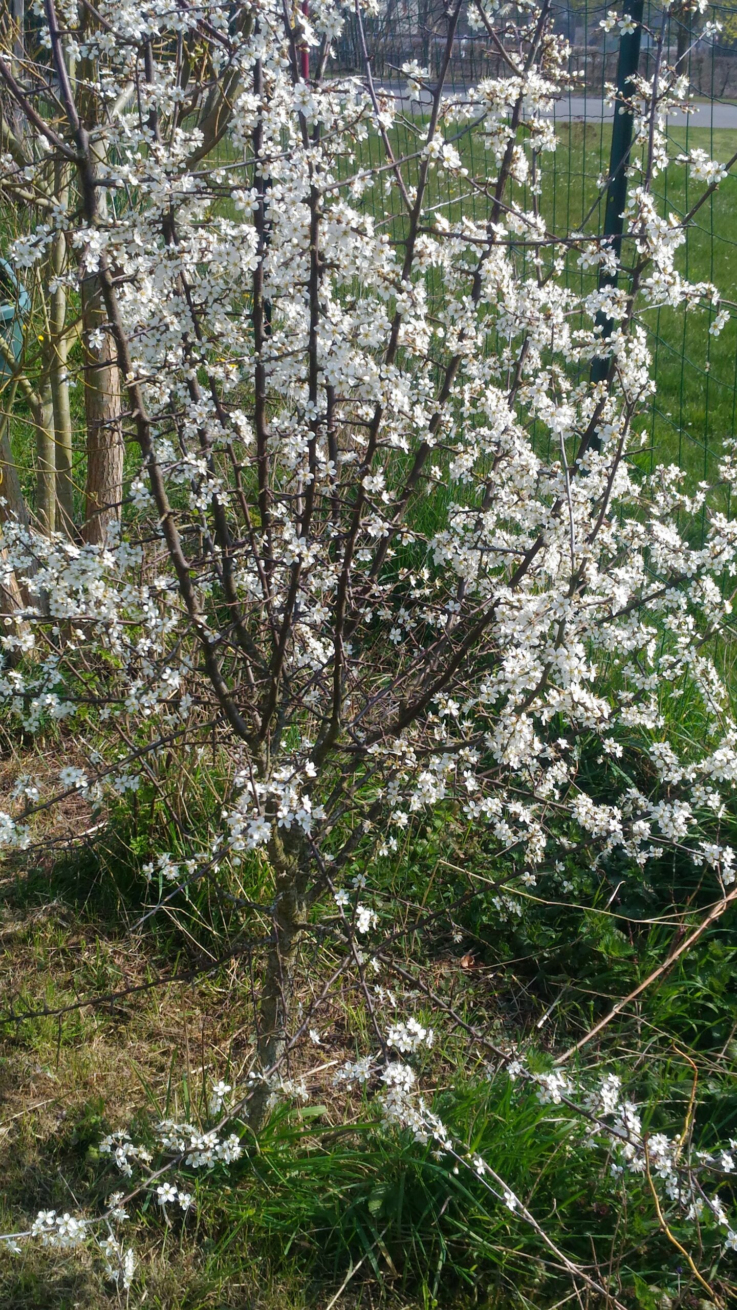 Prunellier – (Prunus spinosa)