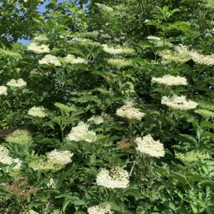 Sureau noir - (Sambucus nigra)